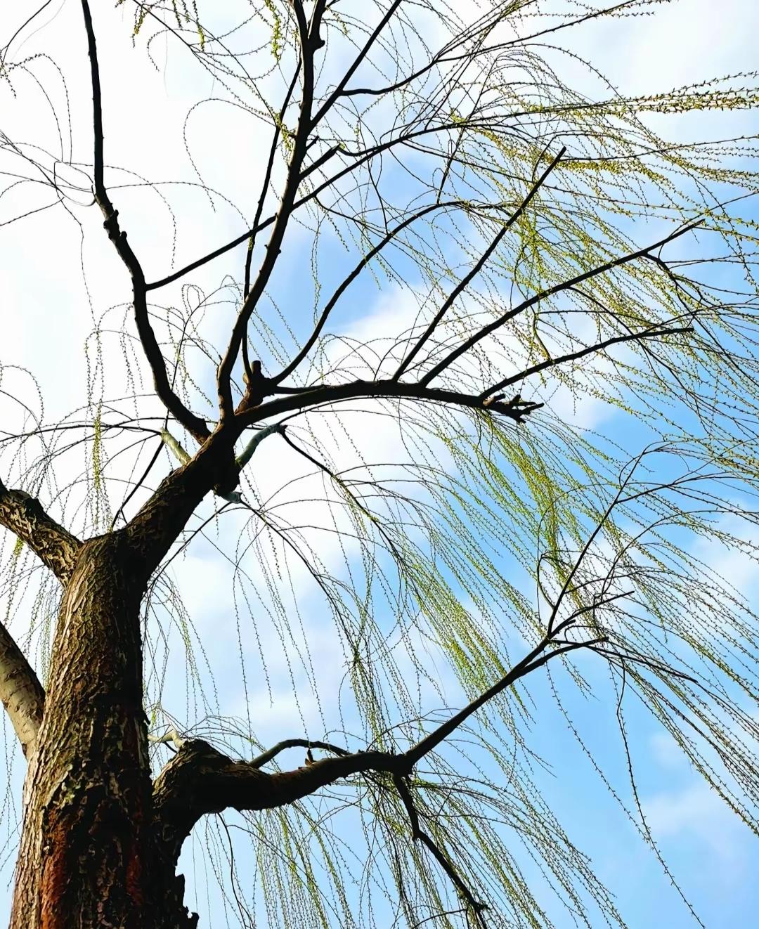 单位获得表扬或单位取得成绩，只要领导一发，下面马上有一大群人争先恐后地跟在领导后