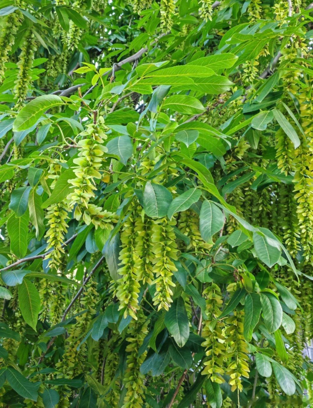 ～365植物心语～ 🌿✨📅 0️⃣6️⃣月2️⃣3️⃣日今日植物：枫杨（麻柳