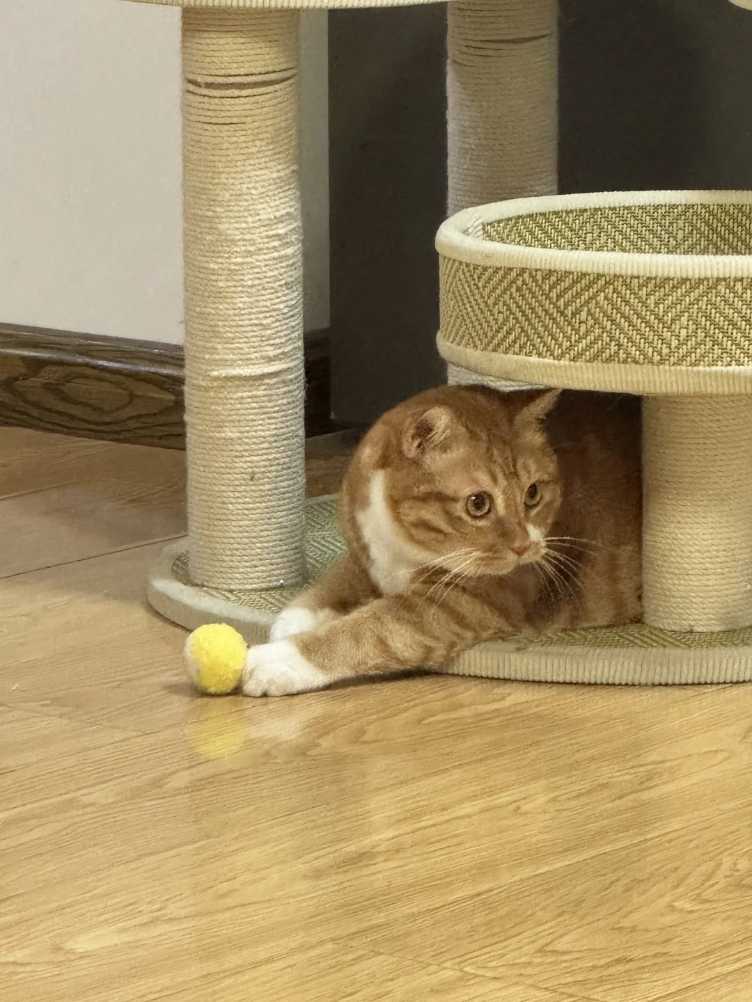 小黄猫和他的小黄球