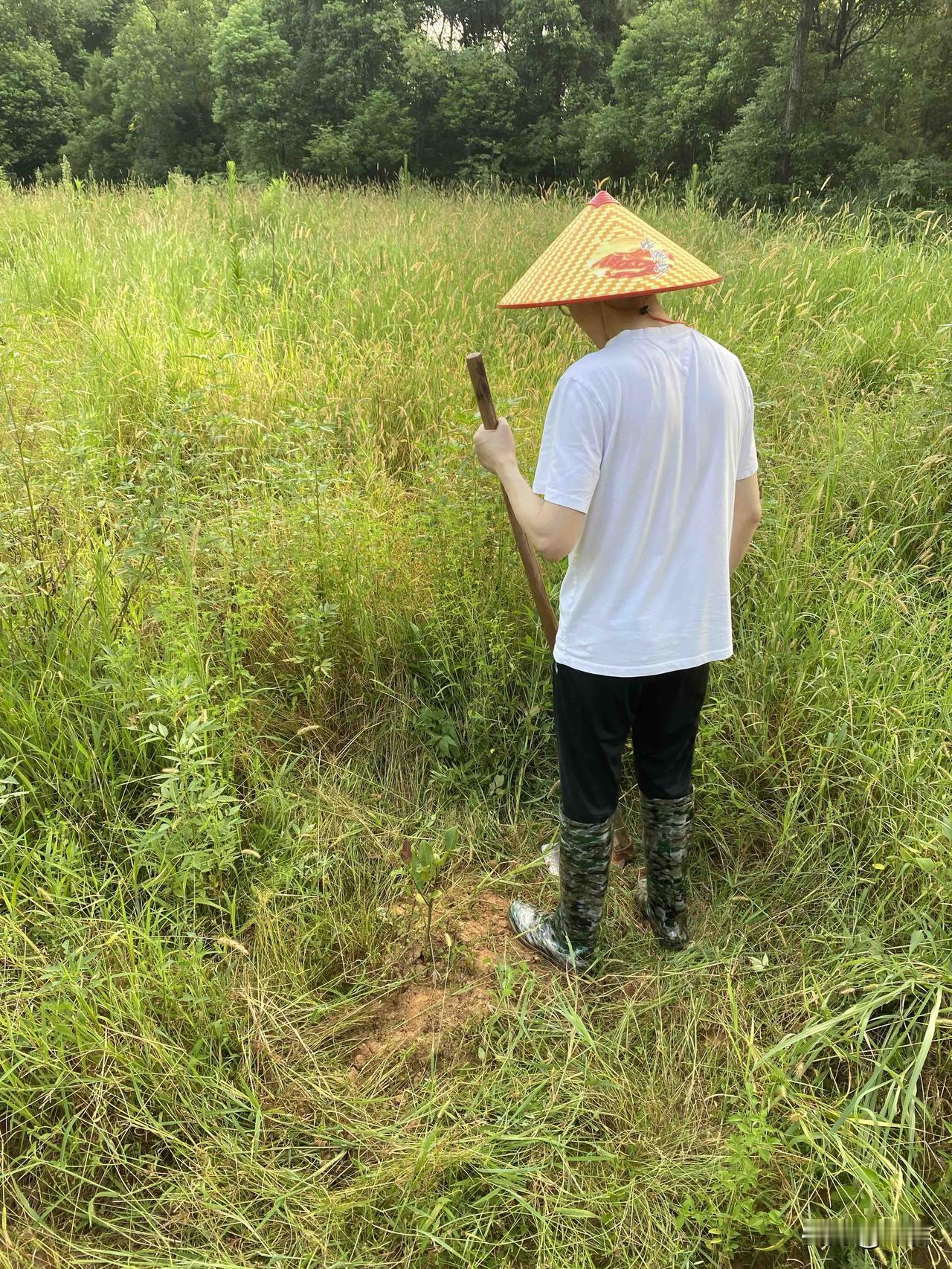 看着这满眼的绿色，
不仅让人觉得心旷神怡，
仿佛连呼吸的空气都变得清新起来。
