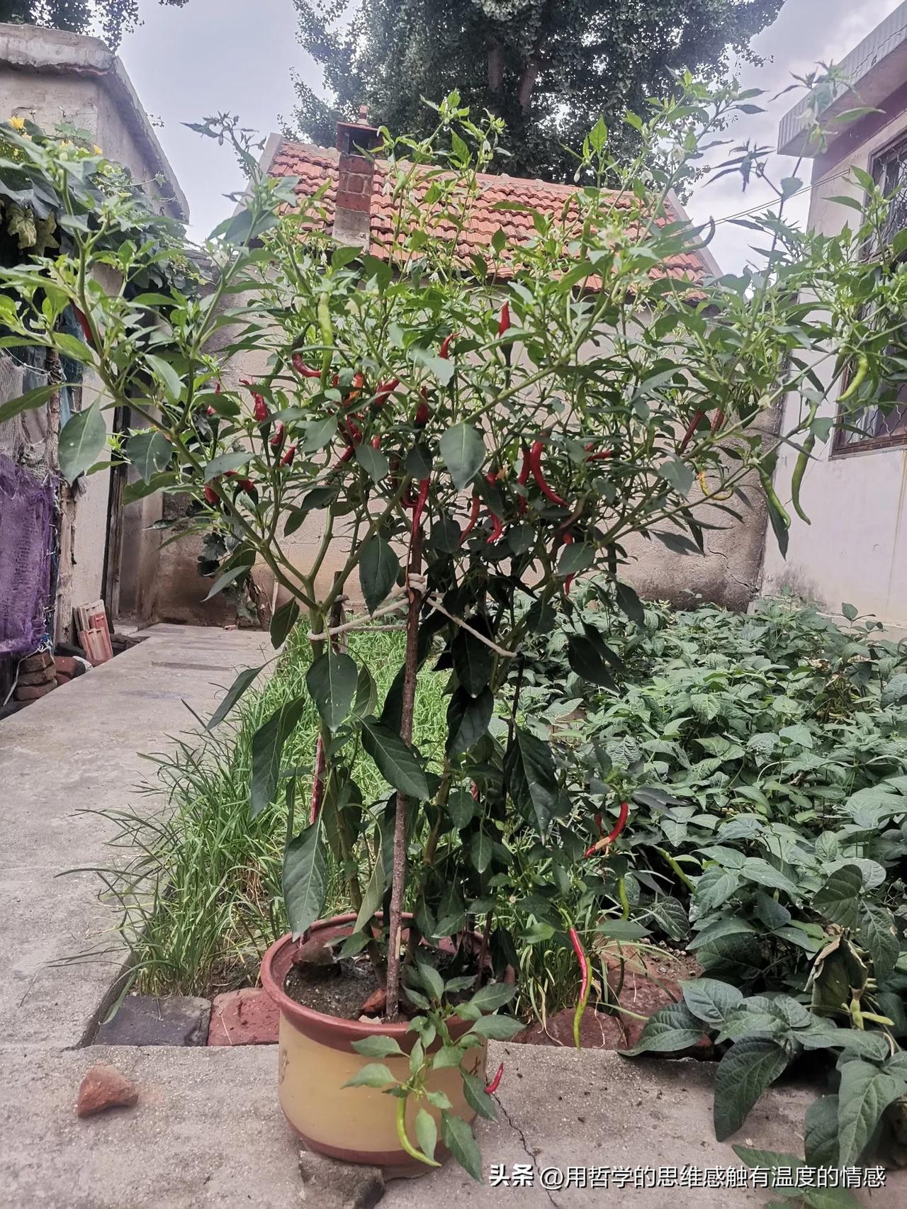 此舞只应天上有，人间能得几度见！那动作、整齐划一；那神情，皆是美好；那道具，满满