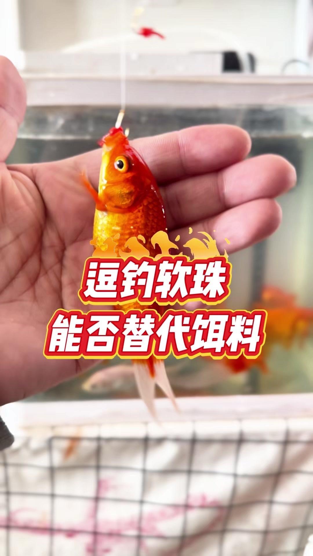 👀小玩意能上鱼，我是不信，买回来测试。
✨改良：
1️⃣加入一点红虫叶。
2️