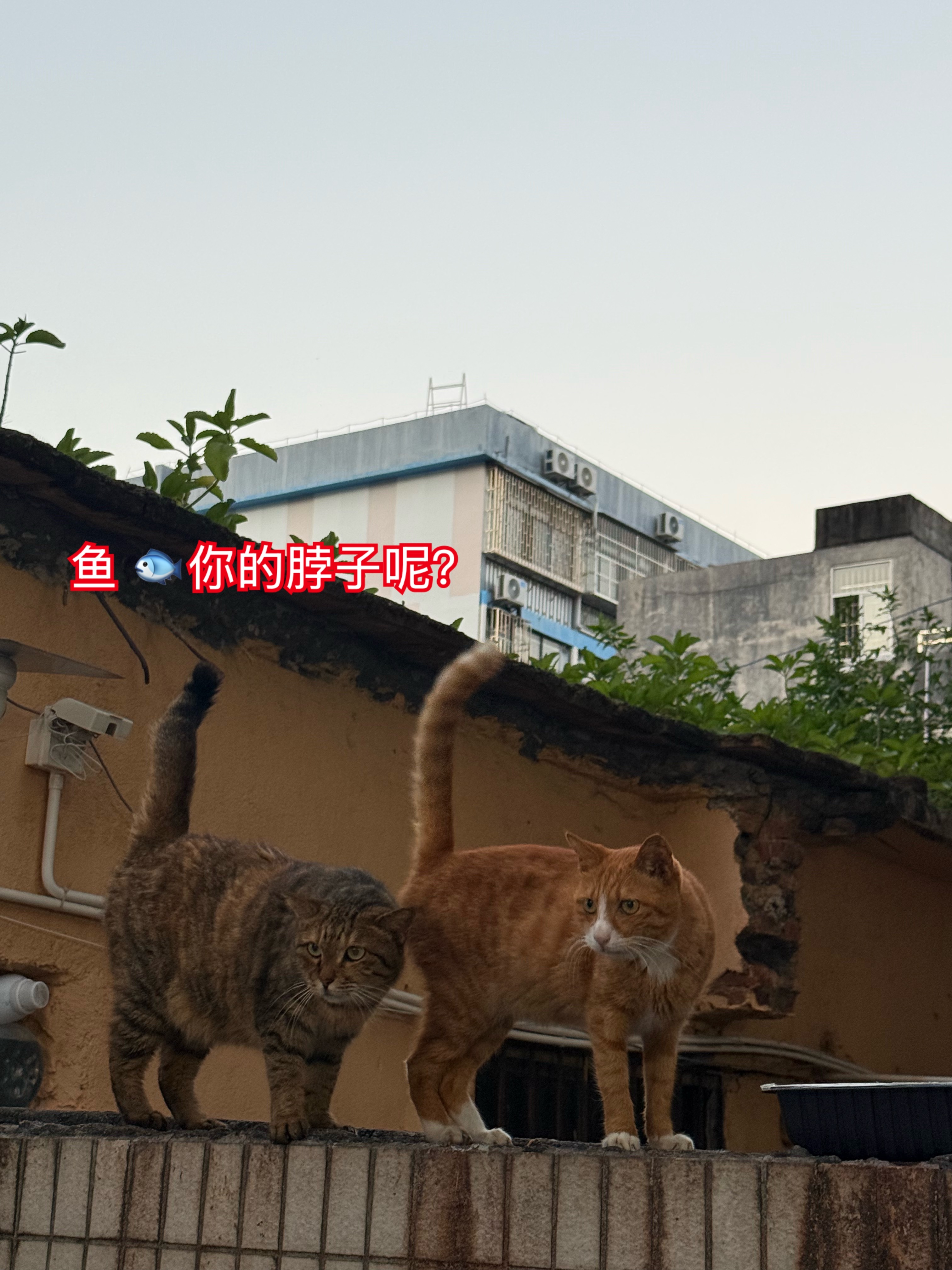 问了一下飞鱼的脖子，结果就得罪了美丽的小姑娘，她现在不理我了，对我直翻白眼，但是