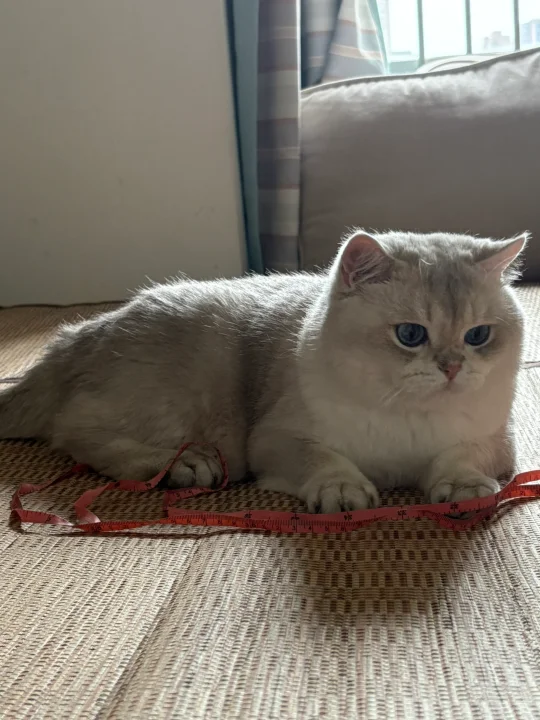 黑皮珍猪