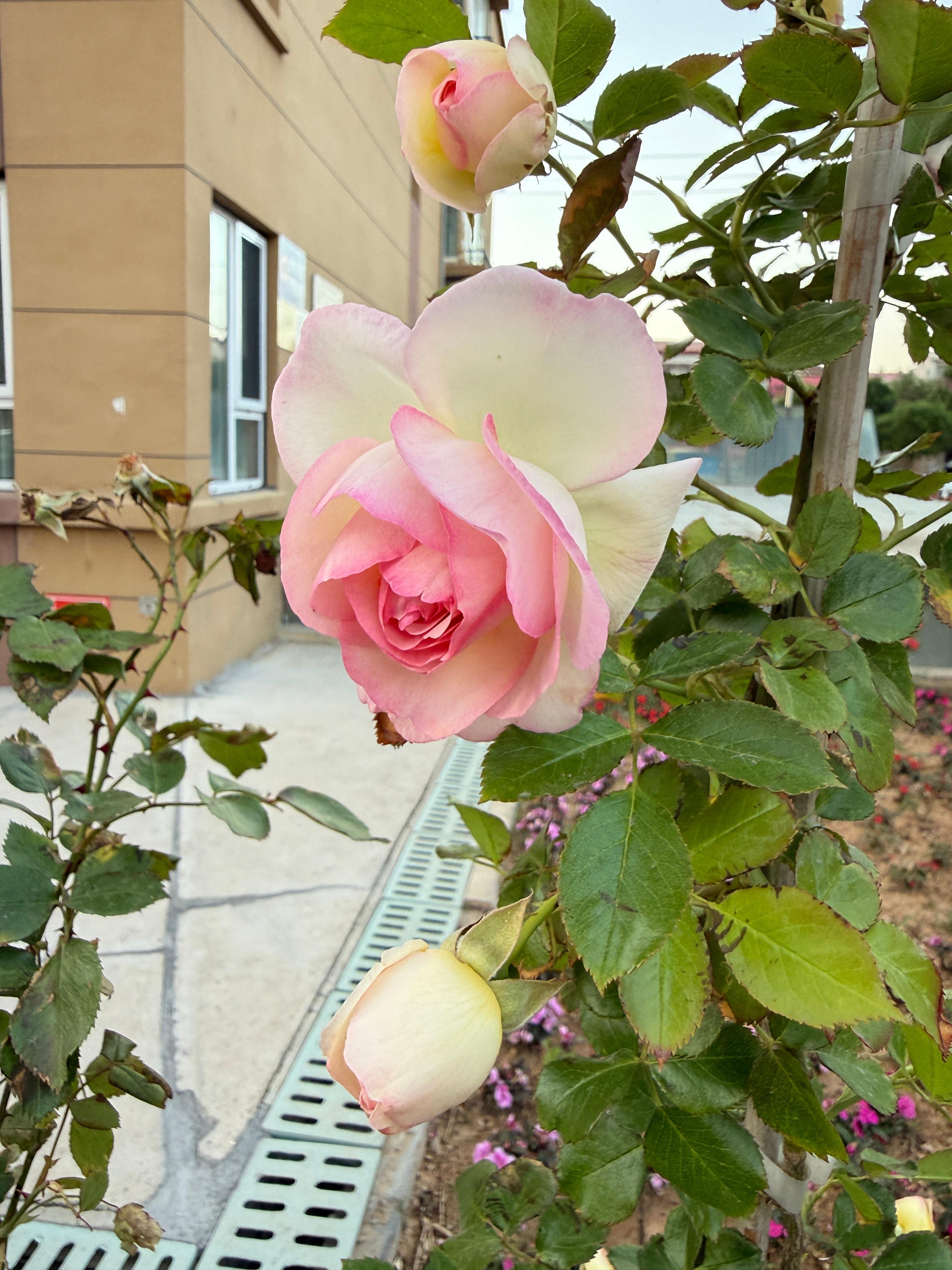 美丽的花儿 