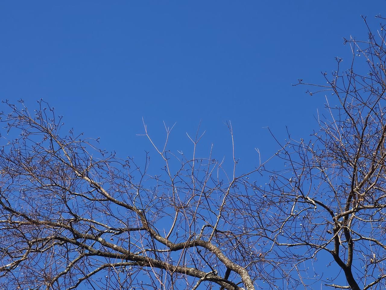 偶看桕子梢头白
疑是江梅小着花
​（乌桕树原图直出[灵光一闪][灵光一闪]）
最