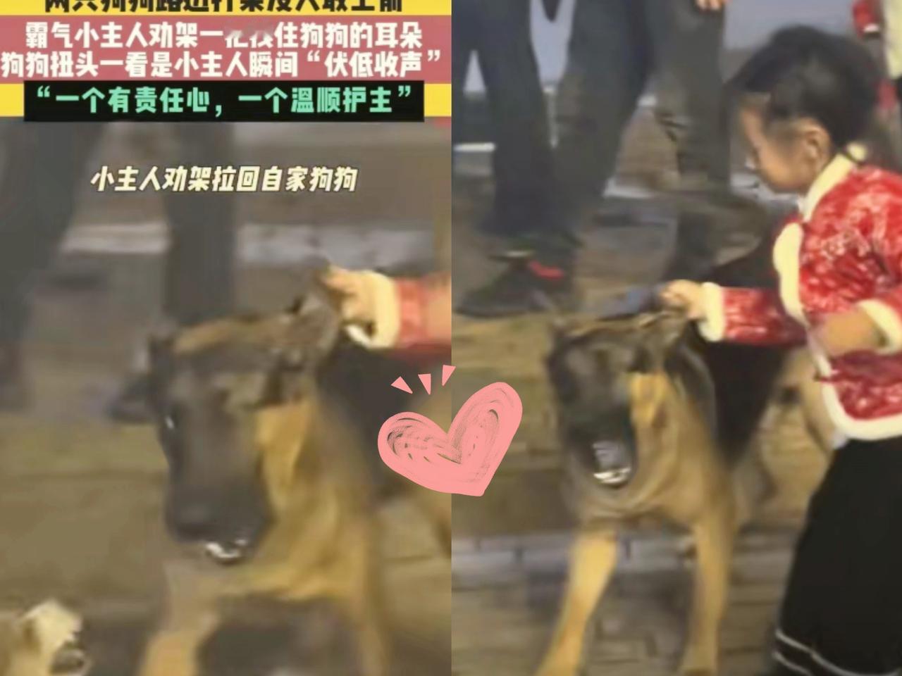 笑不活了！湖南5岁娃硬拽狗耳朵拉架，这波操作全网跪服！

谁能想到，两只没牵绳的