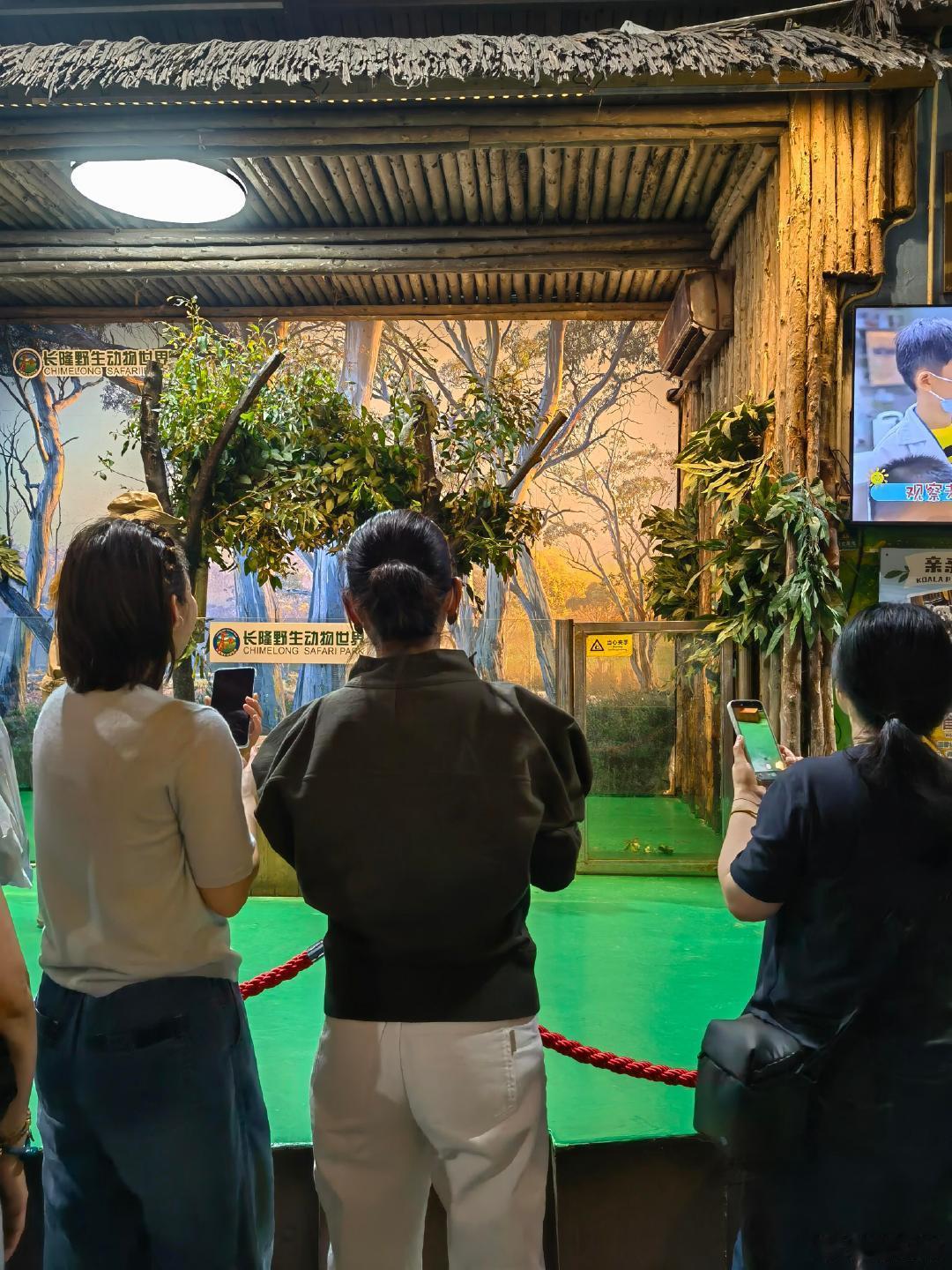 广州偶遇秦海璐王新军一家三口秦海璐王新军一家三口逛动物园广州偶遇秦海璐王新军一家