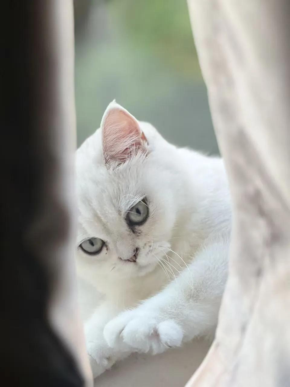 小美女
犹抱琵琶半遮面
萌化了