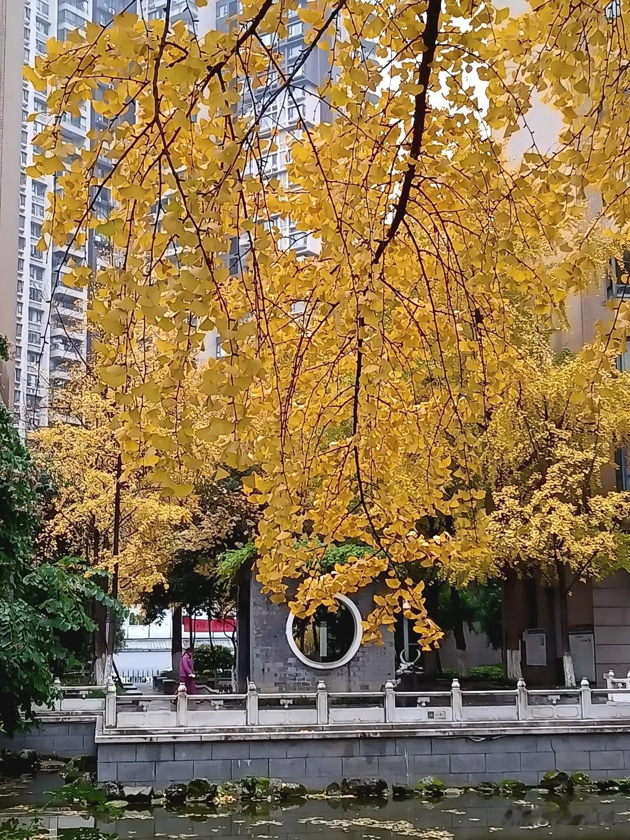 秋意浓，金黄树影映湖畔，静享岁月静好。
初冬季节，成都迎来了一年一度的观赏银杏树