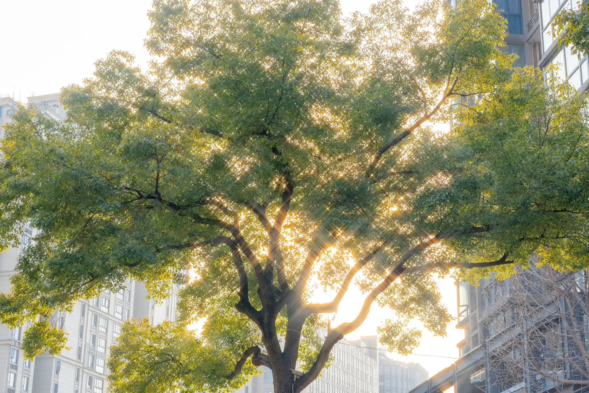 春天的影像诗。