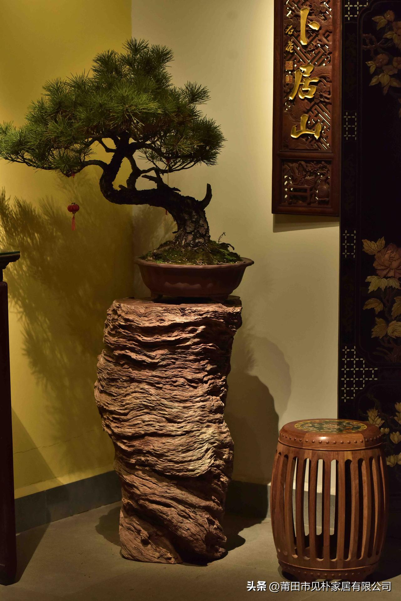 取自然之形，造一室静雅｜原生态龙眼木花架
苍劲古松置于风化整木花架之上，虬曲枝干