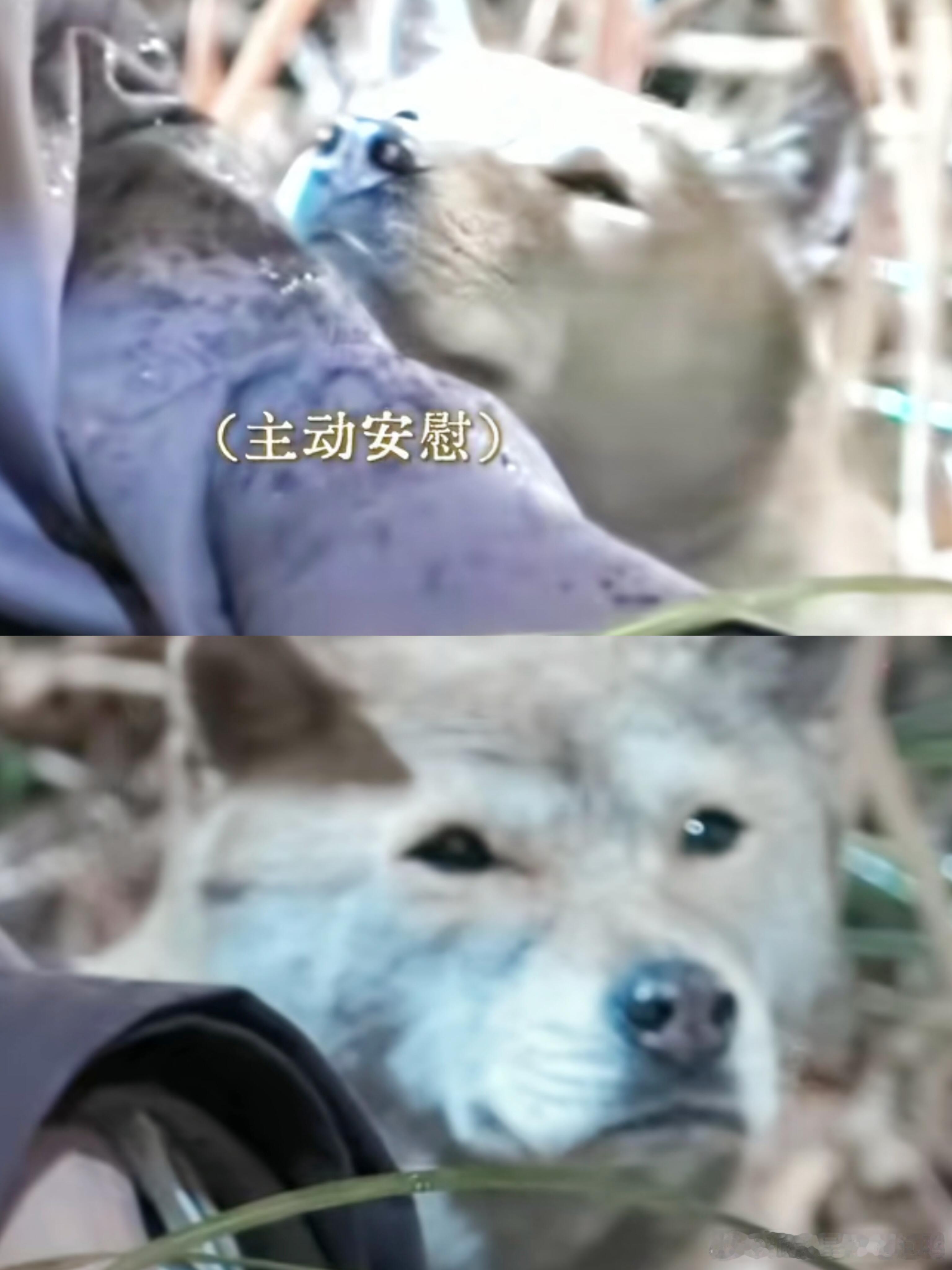 这剧咋连狗都有演技 大黄好有灵性，我鼻头一酸。 