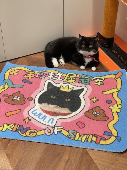 拉屎冠军的猫你见过没？