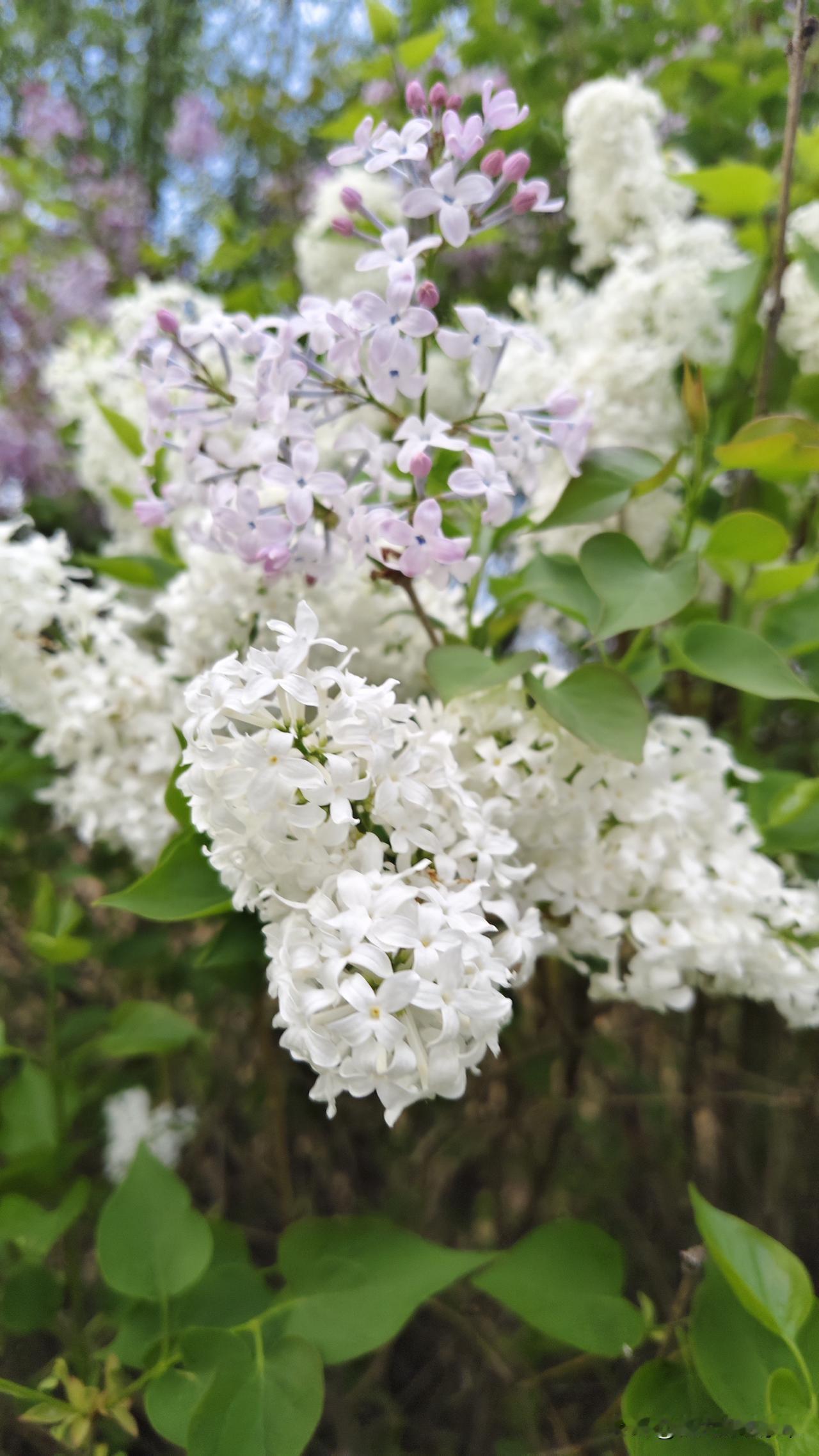 这年头，女人带上个男孩想要再找个对象，那简直是太难了。
       俺村里有个