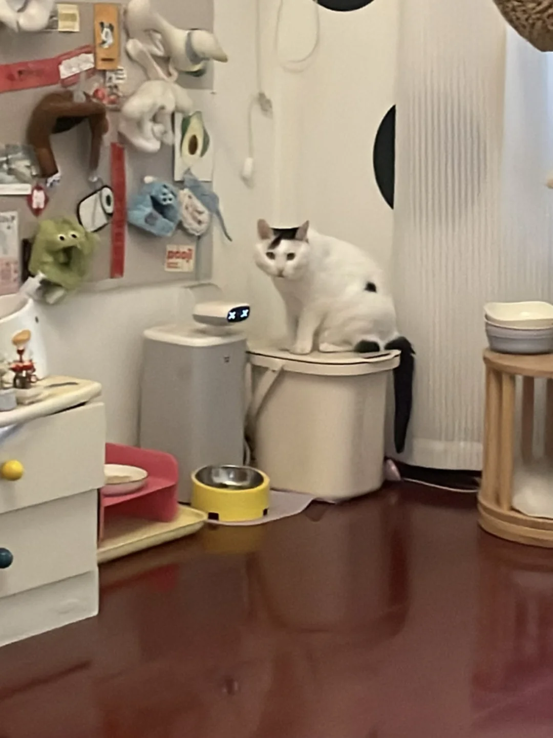你坐猫粮桶上干嘛