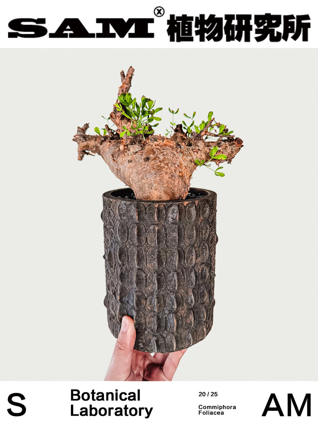 弗里西细叶橄榄｜Commiphora Foliacea