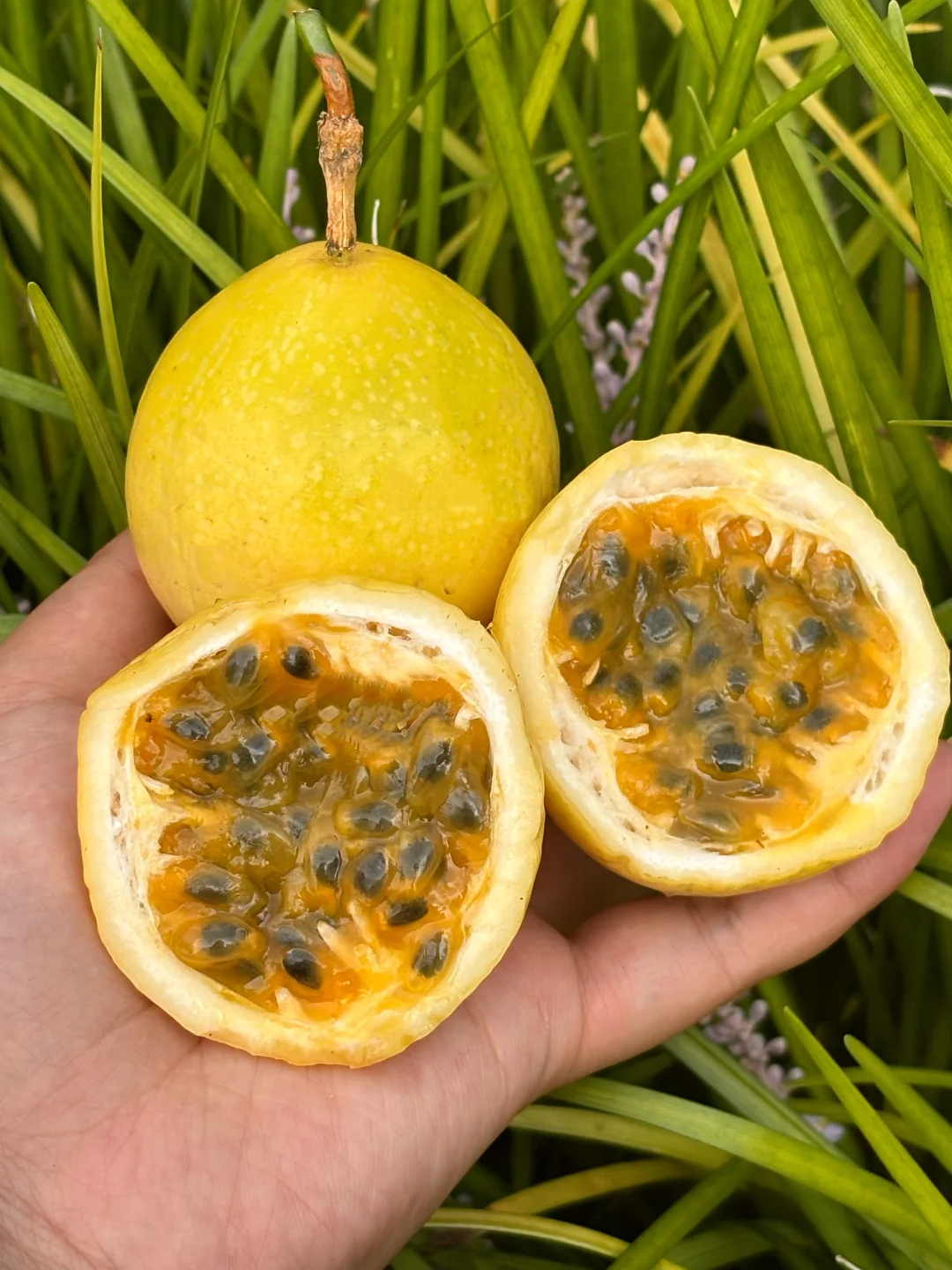 你说：把维生素水果当饭吃会怎样❗️
