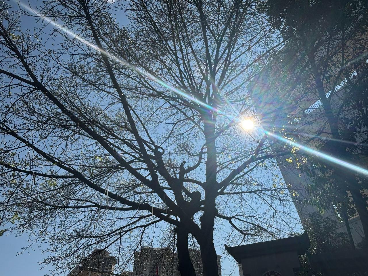 分享一下随手拍的花草