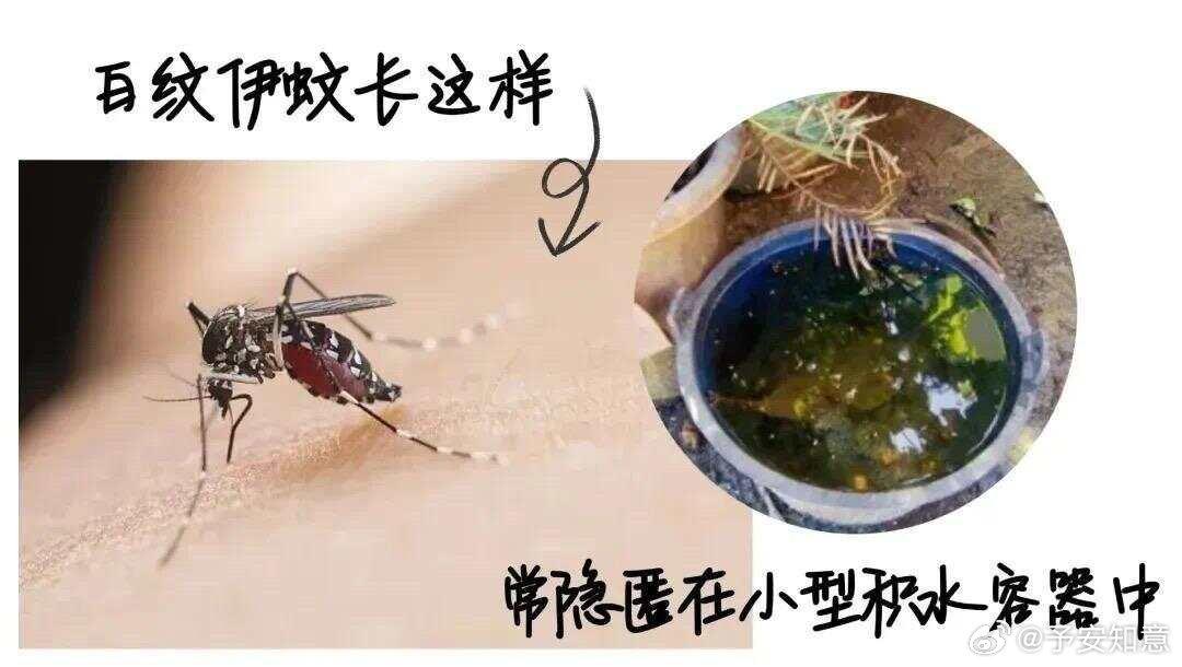 今年蚊子要“史诗级加强”！这3点看完赶紧防
 
今年的蚊子，真不是普通烦人，而是