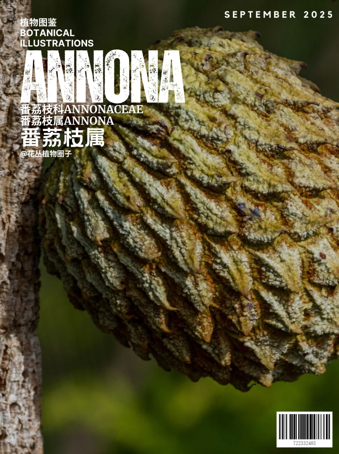 番荔枝属Annona