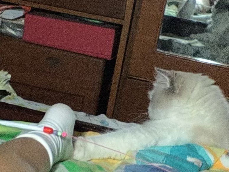 大哥 你逗猫棒放我脚上就算了为啥要抠我脚底板啊！ 