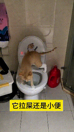 刷到这个猫咪自己上智能马桶还主动开灯的视频，真的一下子被萌到了。小家伙不仅学会用