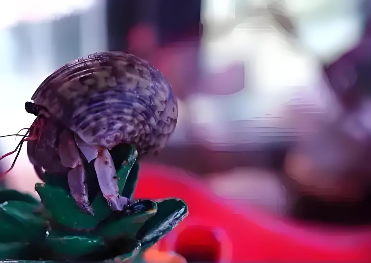 作死！男子养五步蛇当宠物 徒手喂食被咬截肢
 北京一男子痴迷异宠，竟私自饲养剧毒