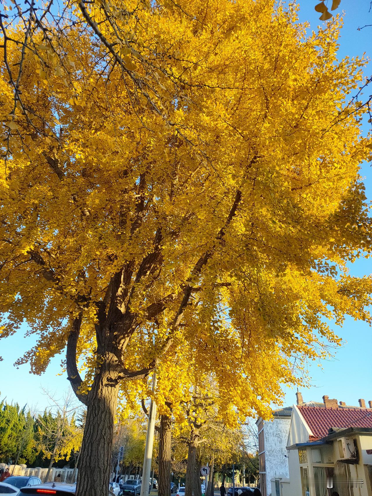 冬日生活打卡季秋天我看着它很美，但是我拍不出来她的美，它的美在我心里[捂脸]，