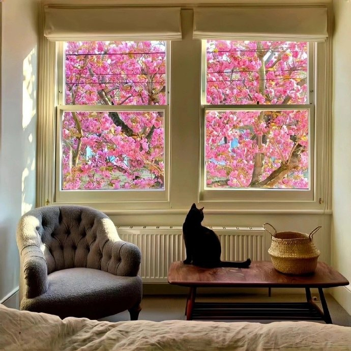𝗪𝗲𝗖𝗵𝗮𝘁猫咪背景图.ᐟ.ᐟ  