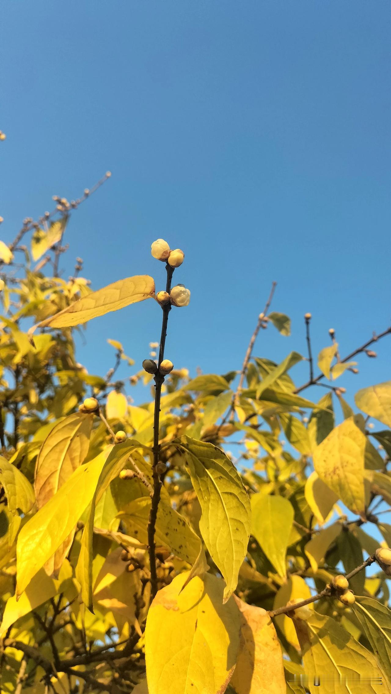 傍晚，在鄢陵花博园散步，忽闻幽香，令人欲罢不能——难道是腊梅花开了？

沿着清幽