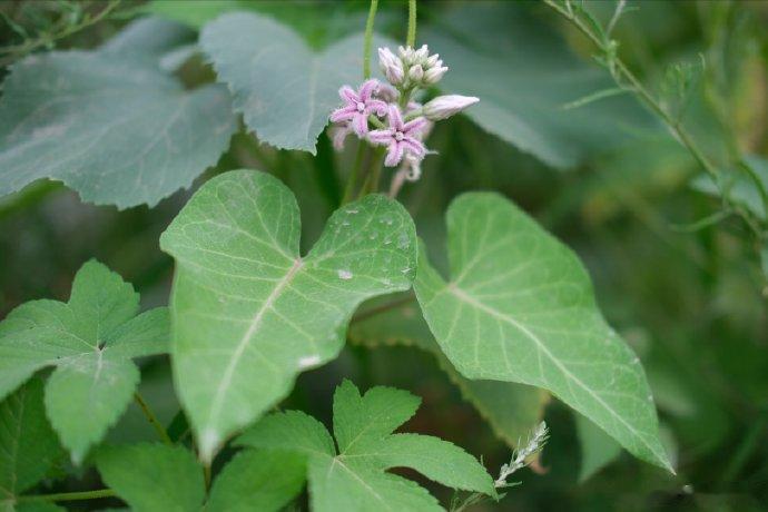 #每天一味中草药# 萝藦有地区藤入药。有地区果壳入药。我们小的时候会吃嫩一点的果