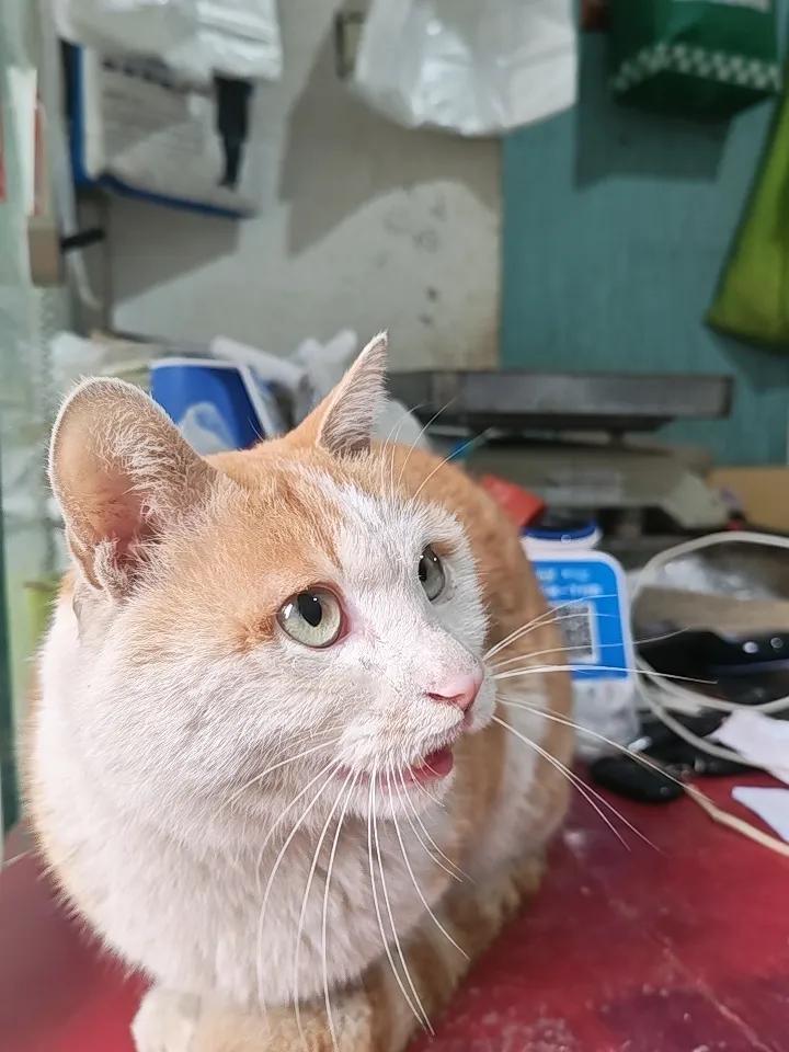 我这是个真的招财猫！
别人都弄个假猫在收银台上，
我这个是真的，招财猫。
我的招