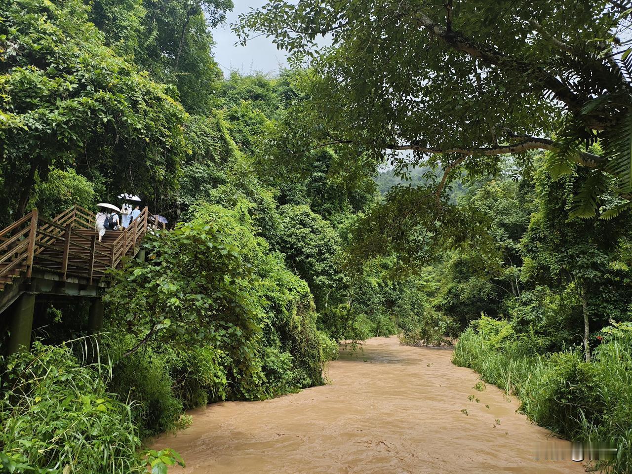 江城子31·野象谷雨林
层林叠翠沐晨光。雾茫茫，涧苍苍。
碧蔓垂溪，深谷隐灵象。