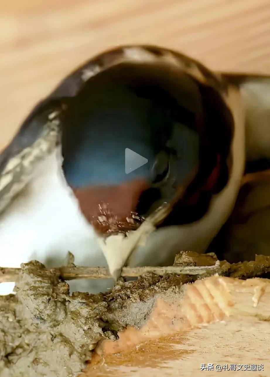 被燕子垒窝震撼到了。仔细观察，它不是随便将泥堆上的，往上摁的时候嘴巴震动模式，跟