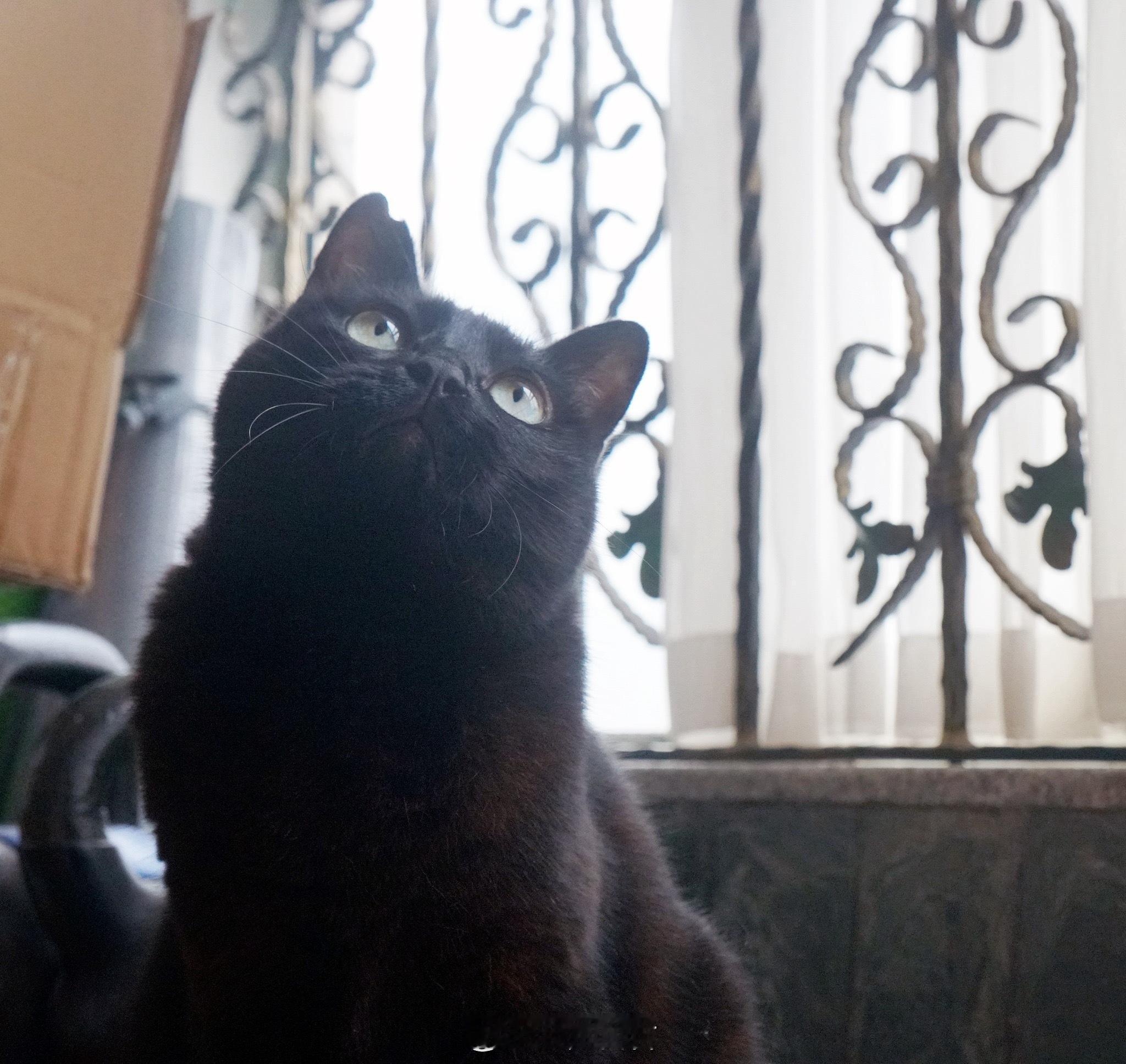 小黑鼻#蝦蝦不可以太可愛# ​​​