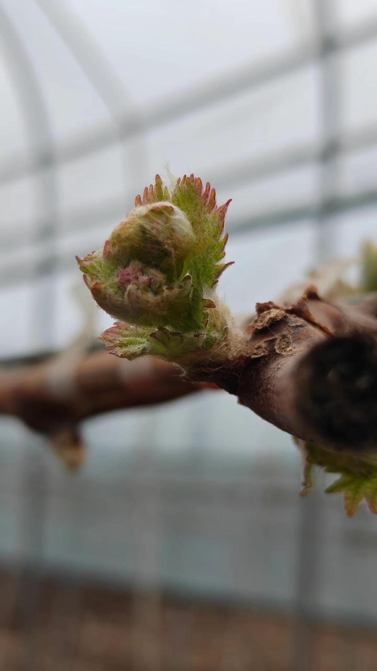 不追逐，不断完善，只求更好。长势很好，当年3-5米可以满架，花芽分化好，芽芽有花