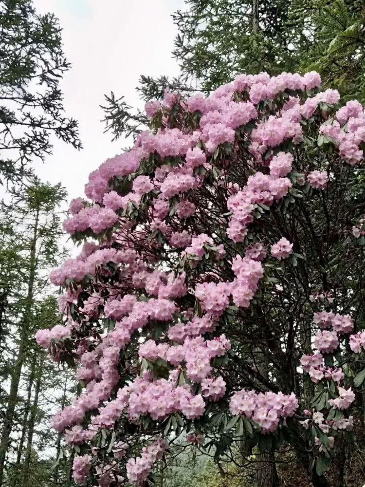 周四盘后传来重磅消息，周五不必过度悲观！
周四盘后重磅消息如下：
一、据媒体报道