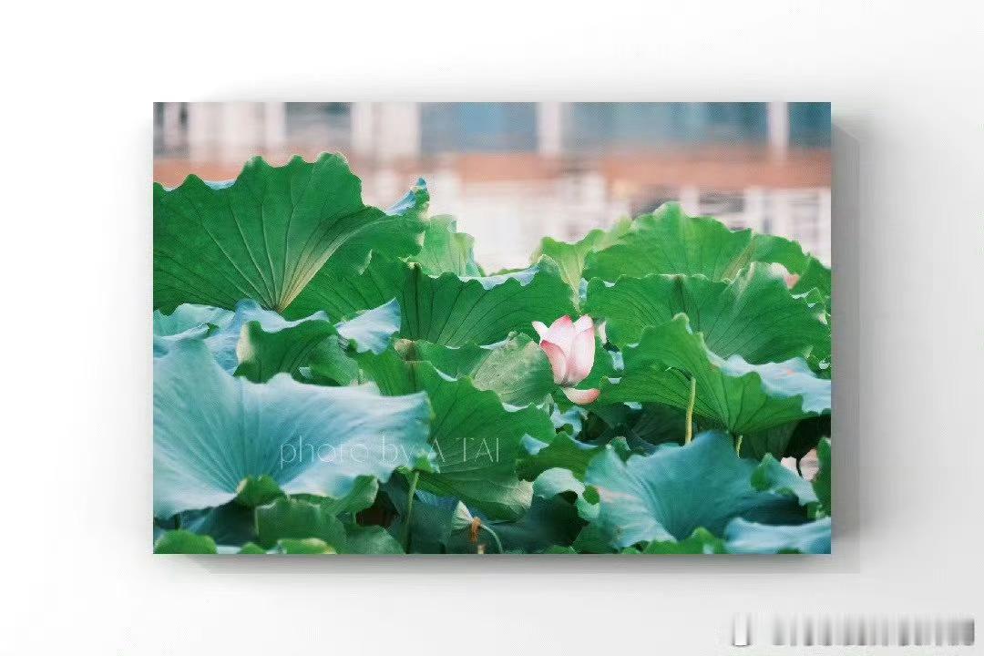 今日小满，将满未满，一切恰到好处朋友们早啊！ 