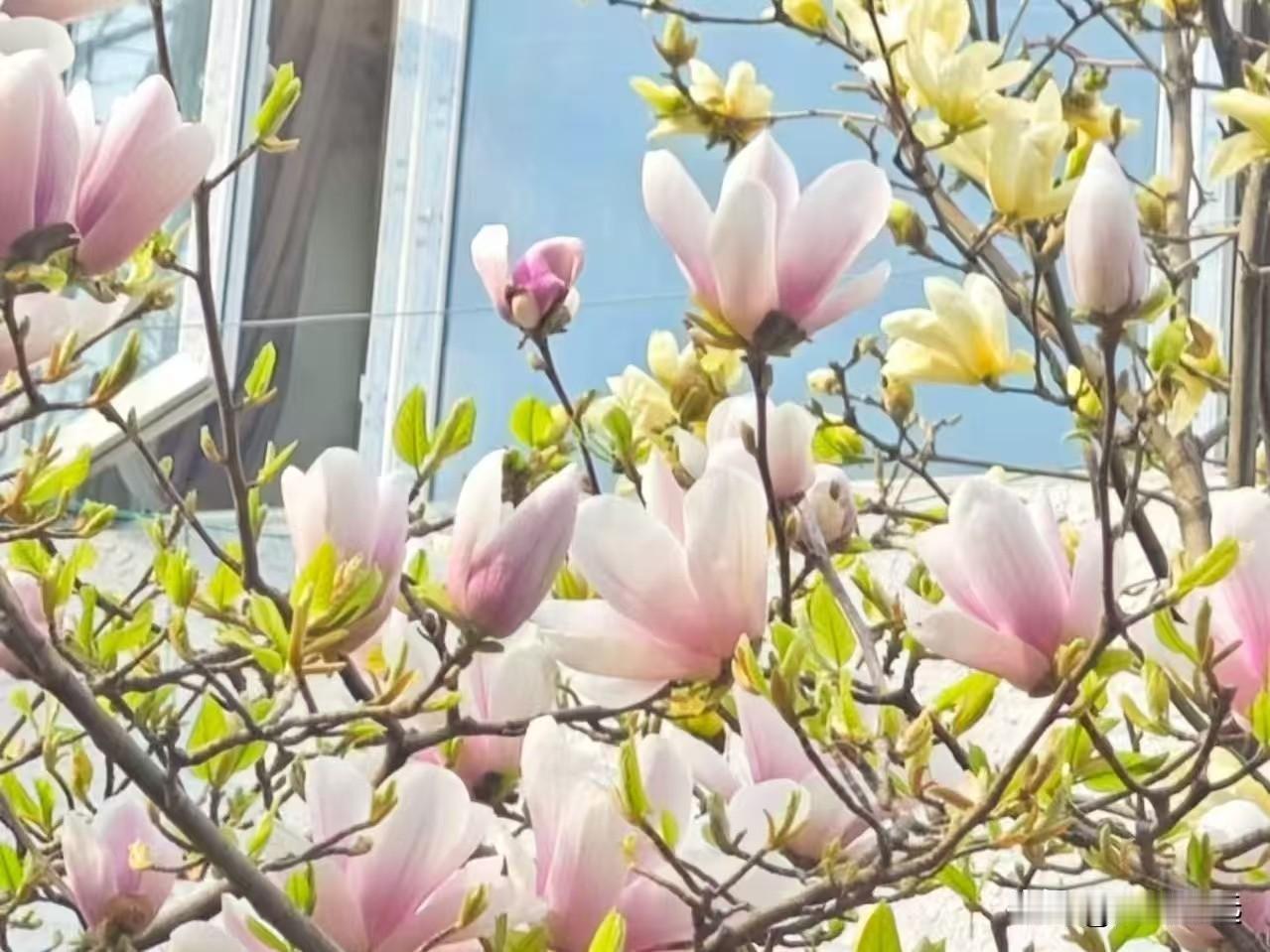 这个季节，玉兰、桃杏、泡桐相继开放，公园游人如织。
我年年不用凑这个热闹，很多小