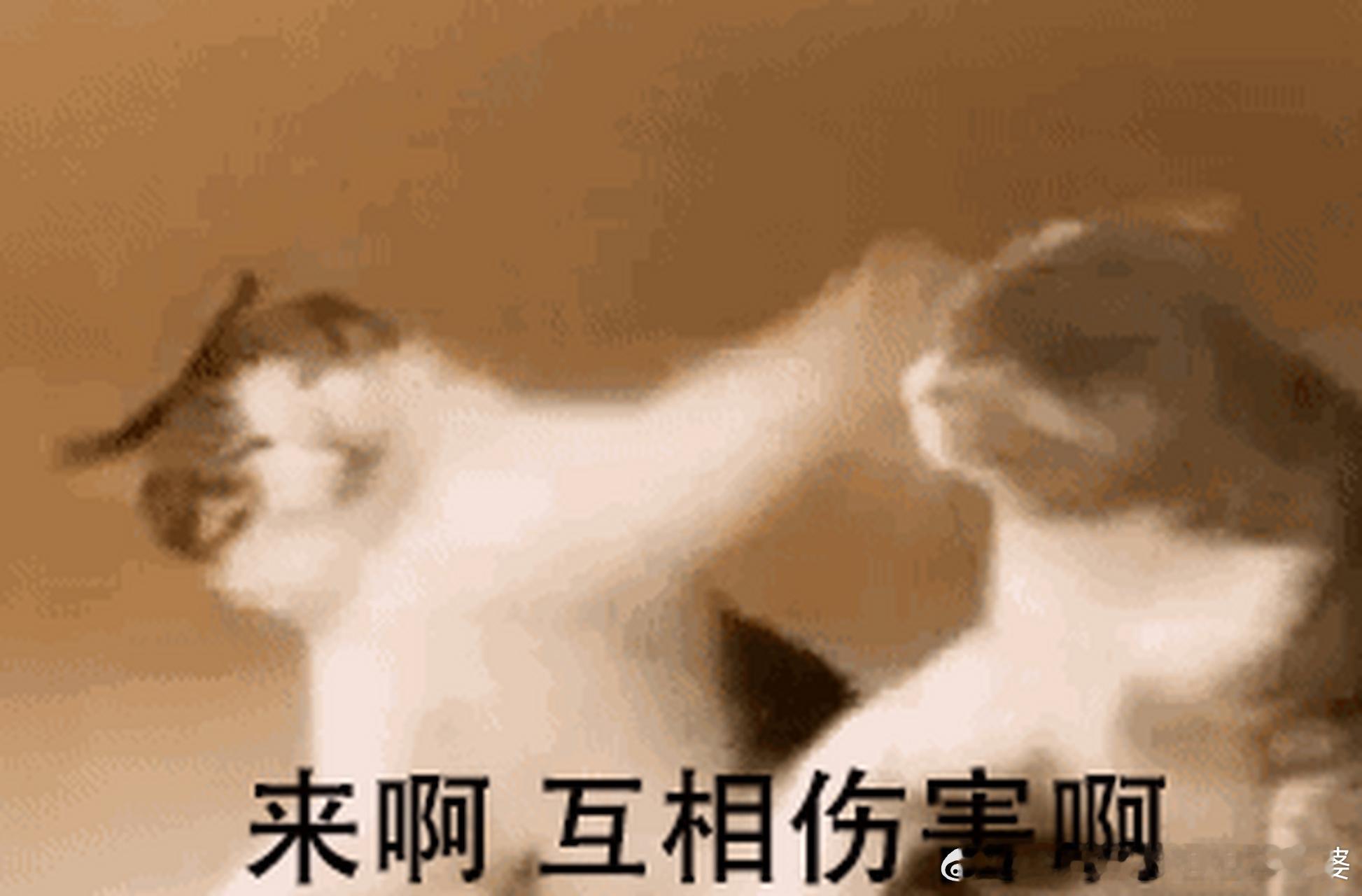 榴莲已经20多元一斤了发价格低的人，敢不敢标注城市名？中国南北、东西长度都是50