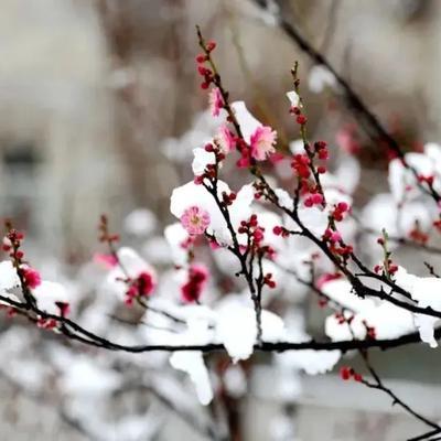 点点红梅斗霜雪，
片片粉桃弄春光。