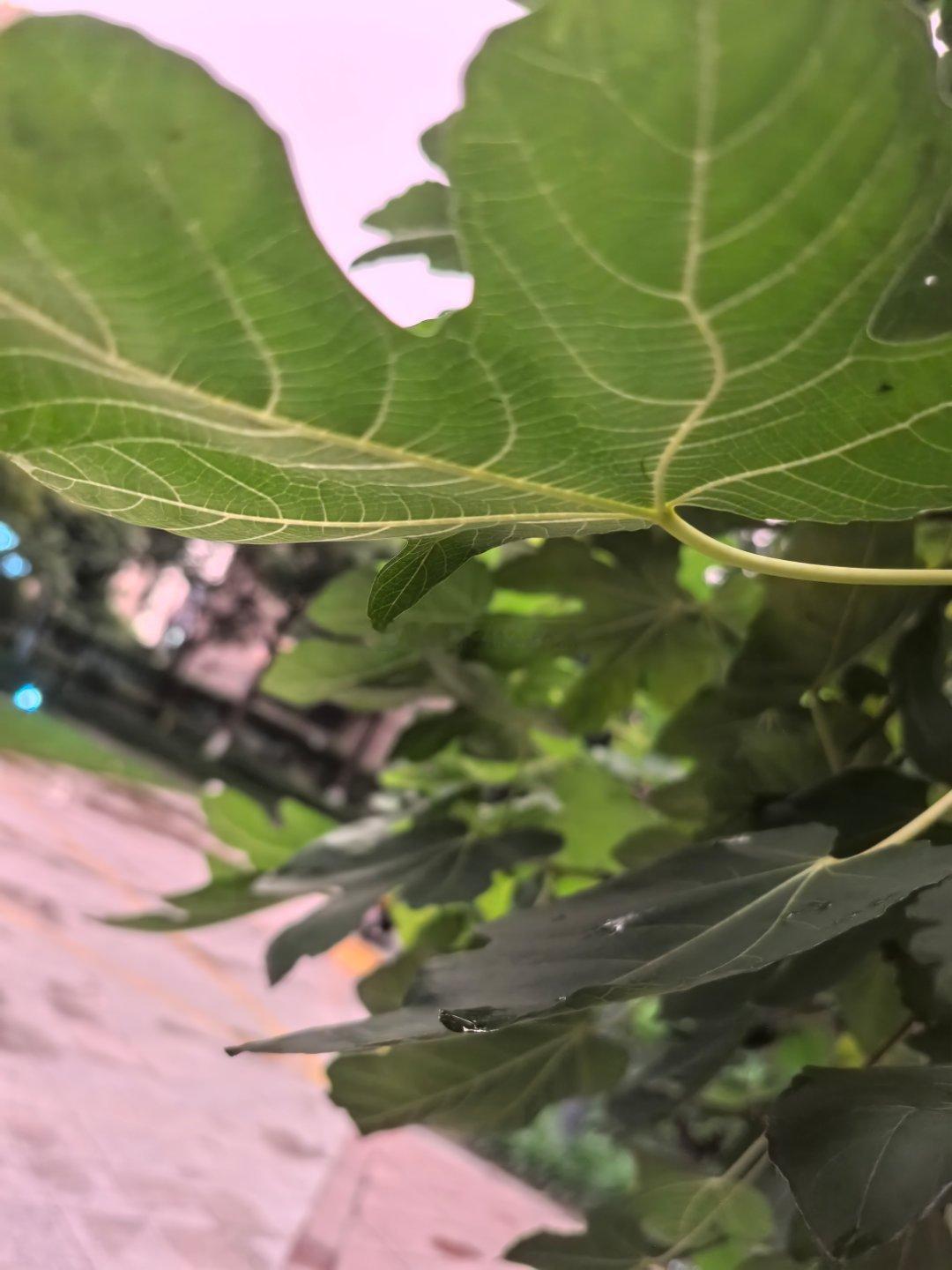 雨也不知道到哪里去了，有点风但是不多，甚至还能看到夕阳的光线。我好像和大家不是一
