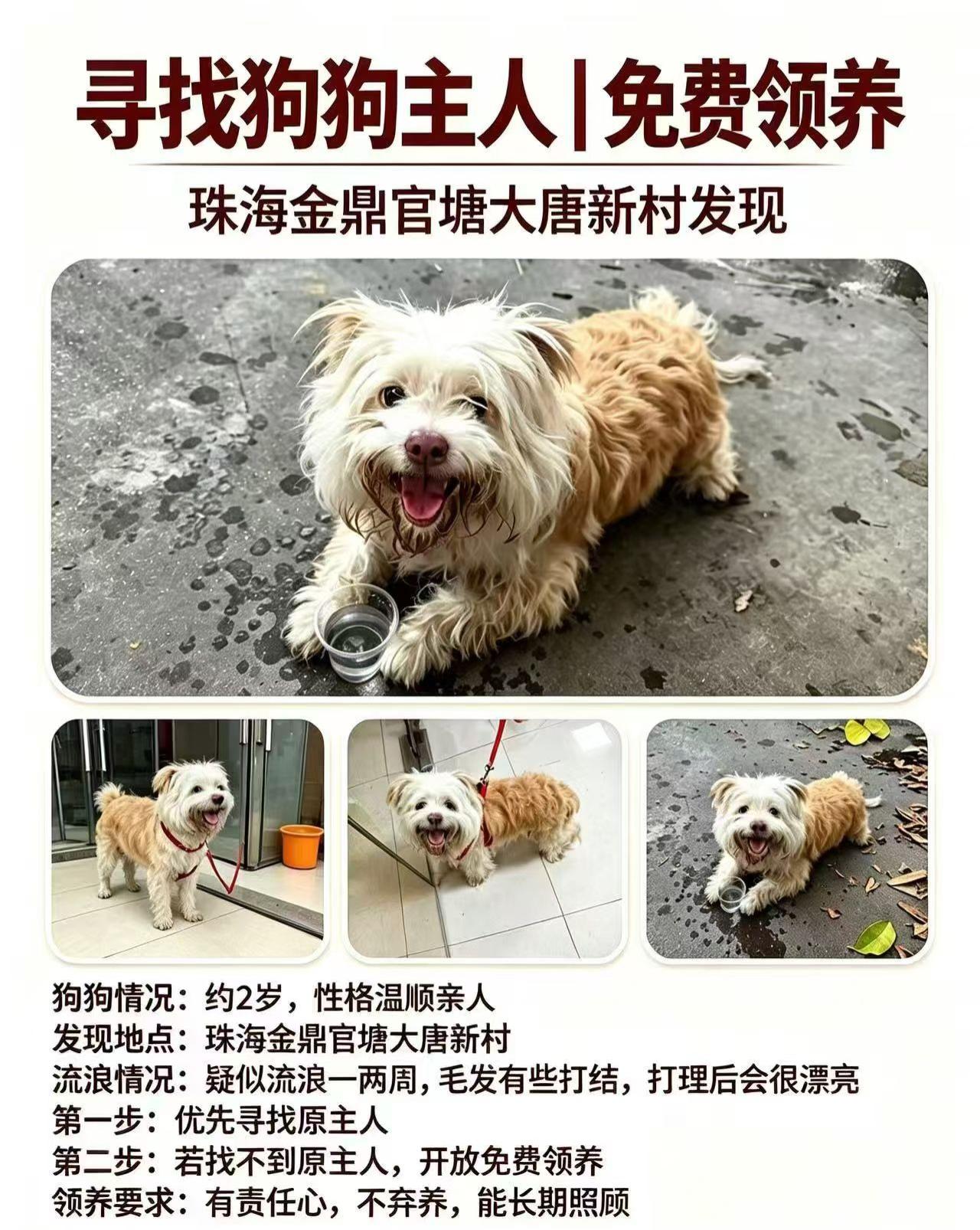 珠海，小狗寻找主人~接受领养