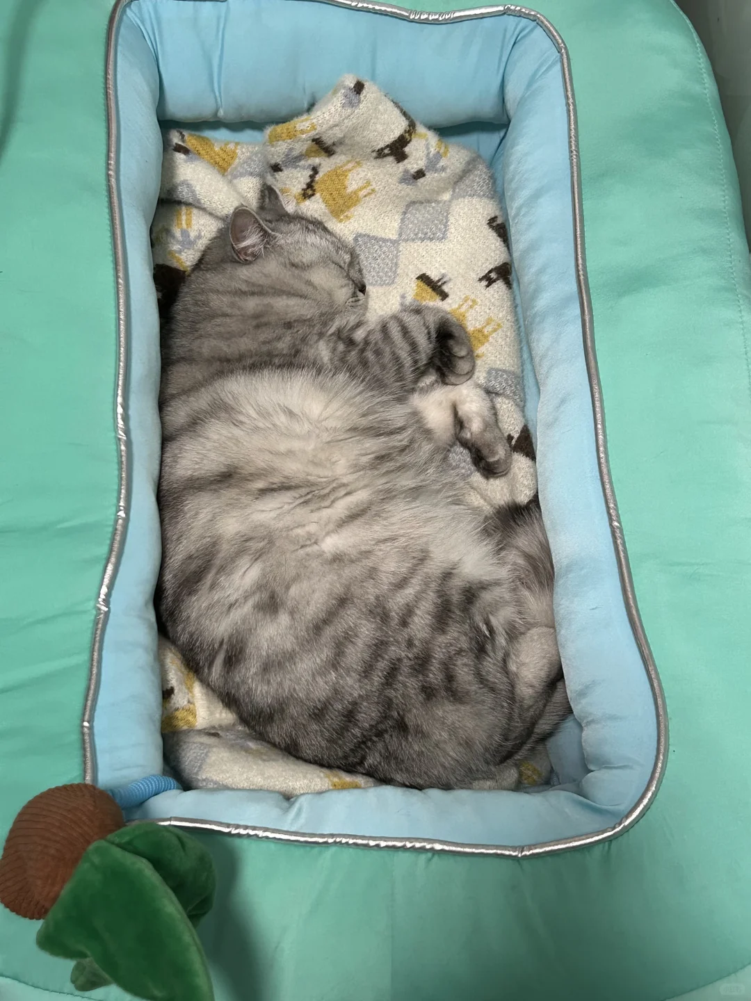 猫咪睡姿大赏🐈