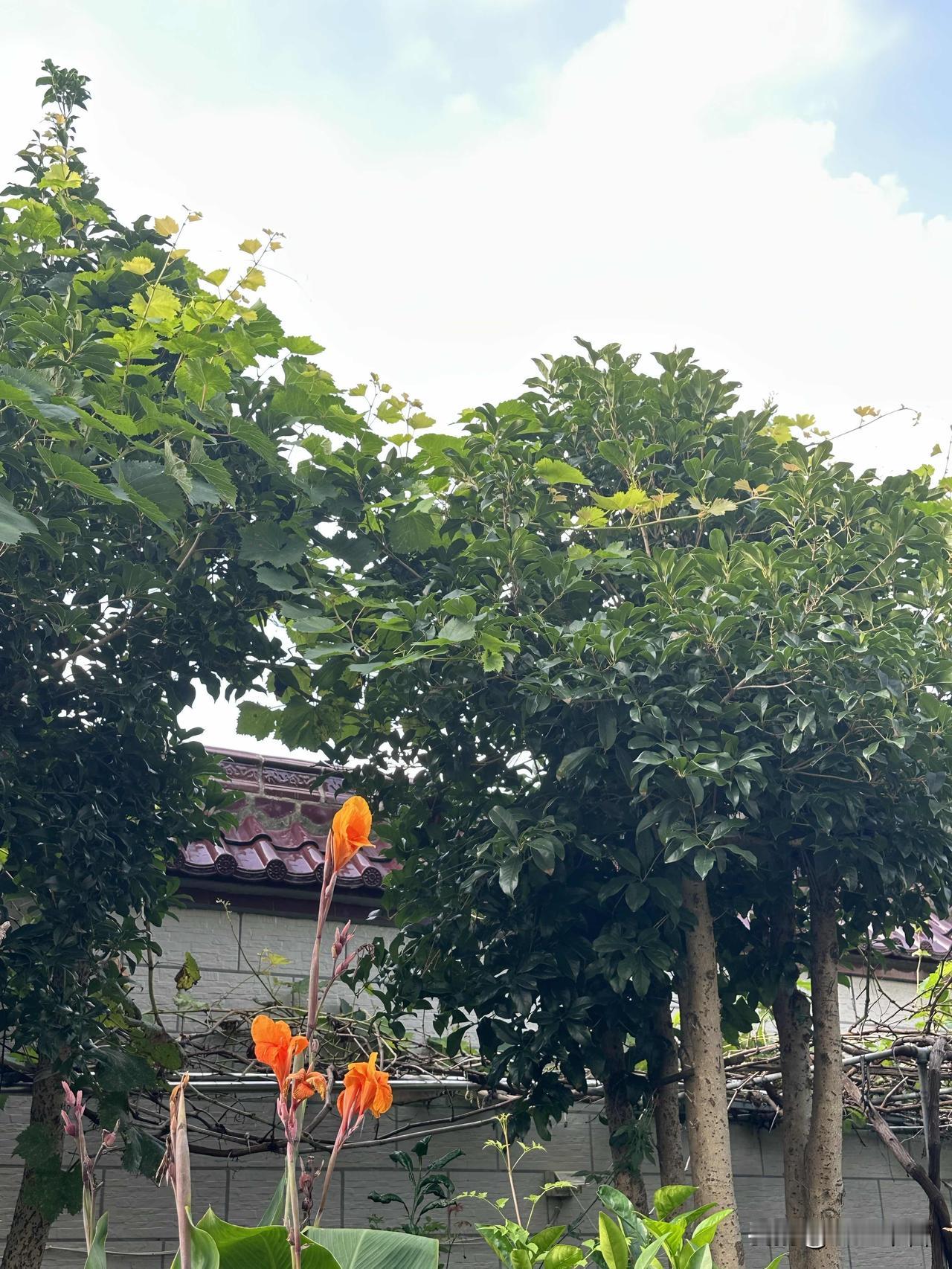 自家小院草木郁郁苍苍，闲暇驻足感受家园的夏日美好风光。