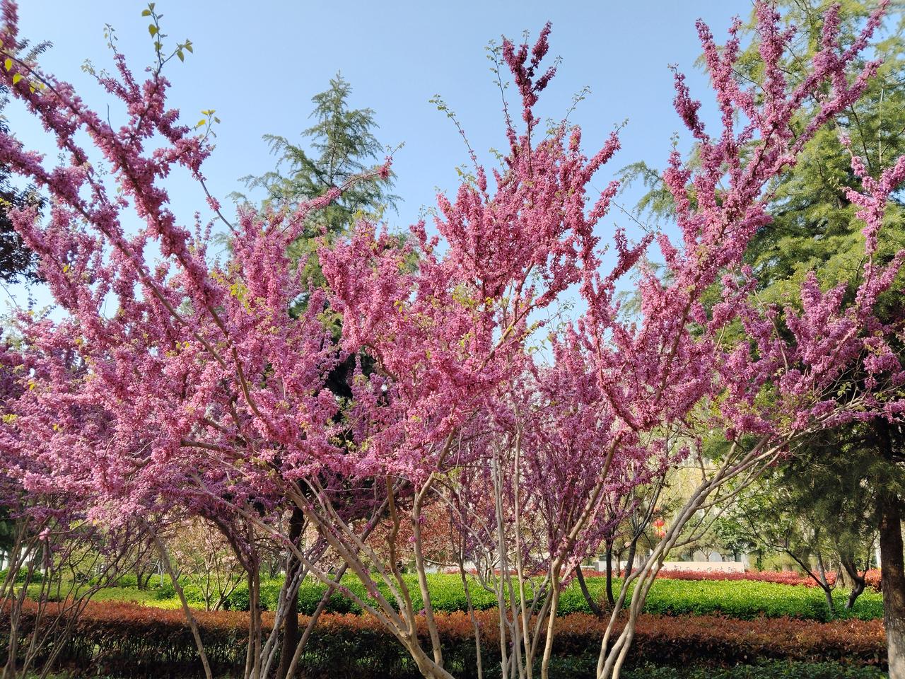 今天去图书馆借书，路过一个很大的花园，进去转了一圈，看到的是美景，还闻到一种甜甜