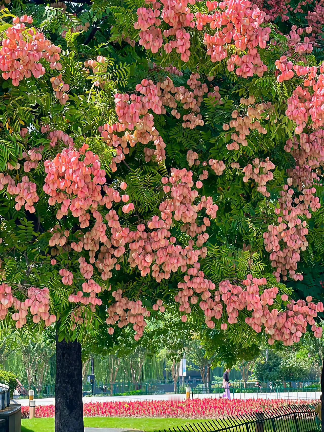 浪漫的栾树惊艳了这个秋天！🍂