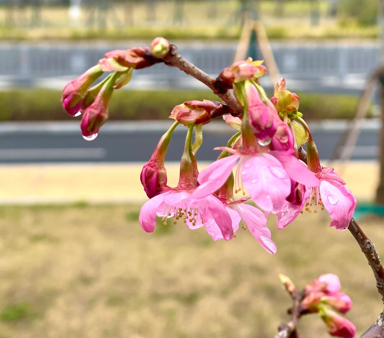 雨后的樱花正盛开

        雨后的樱花显得格外清新，花瓣上挂着晶莹的水珠