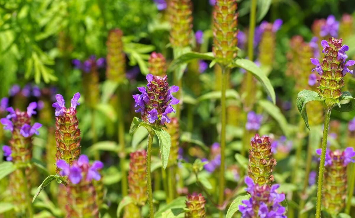 相传，古时候有一位秀才的母亲患了一种叫瘰疬的疾病，这种病的特点就是脖子长得粗，还